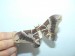 Motýl Bource morušového
